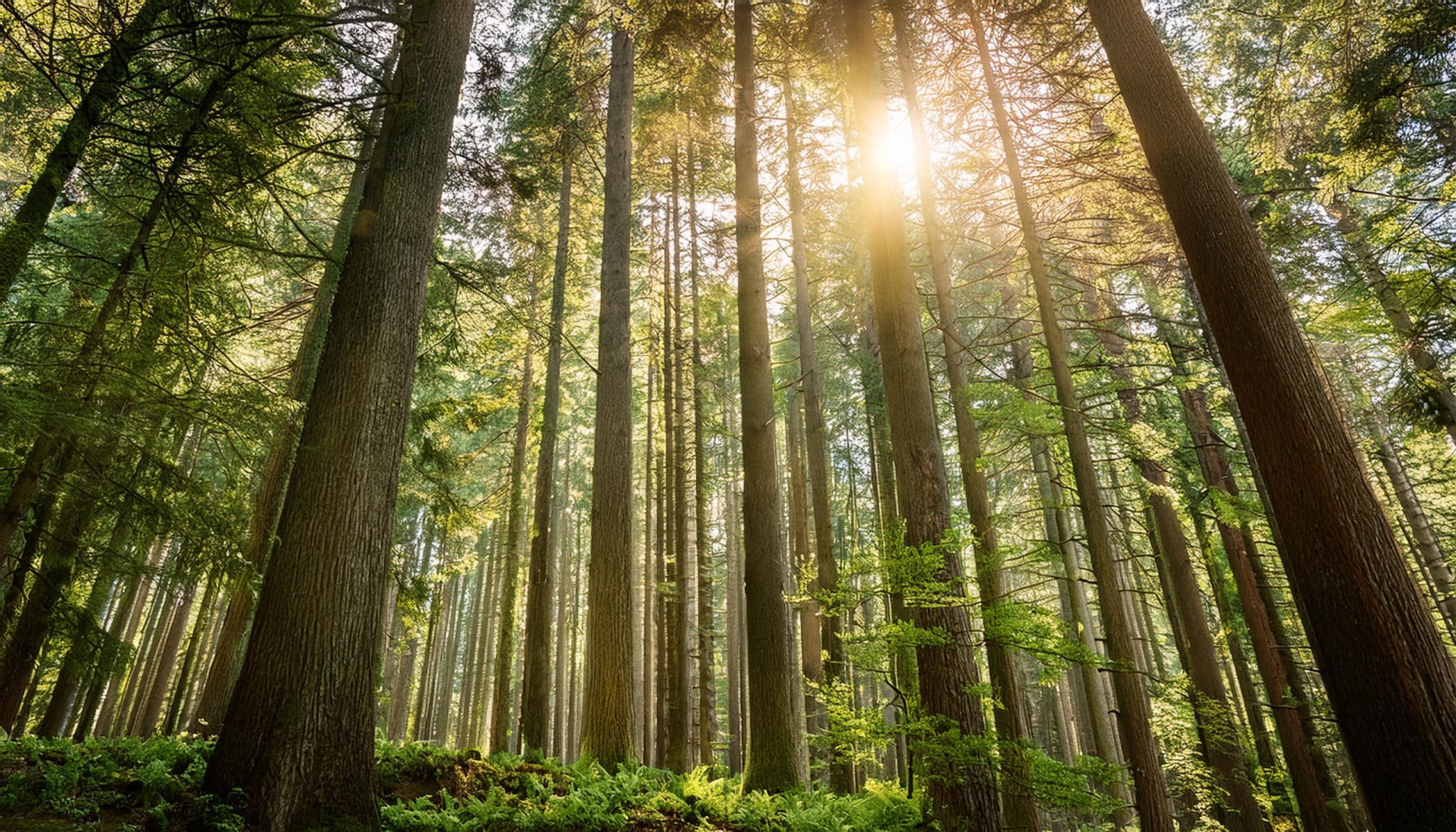 Tall trees in a forest with sunlight peeping through - ai generated